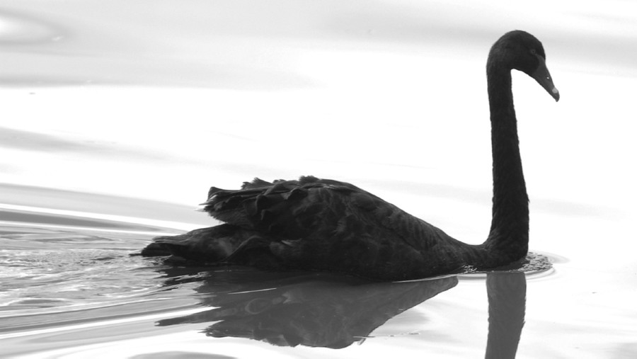 Black-Swan-900